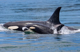 The orcas’ spa