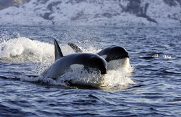 La caccia cooperativa delle orche