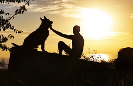 The connection between humans and dogs