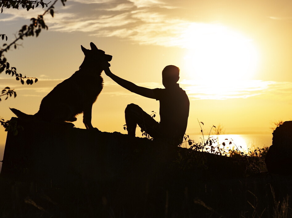 La connessione tra uomo e cane