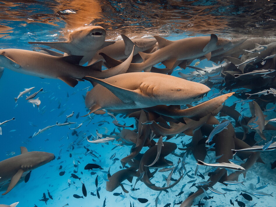 Lo squalo arancione: un enigma genetico scovato in Costa Rica