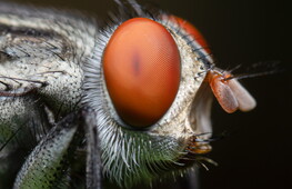 Occhio alla mosca e alle cicale di mare