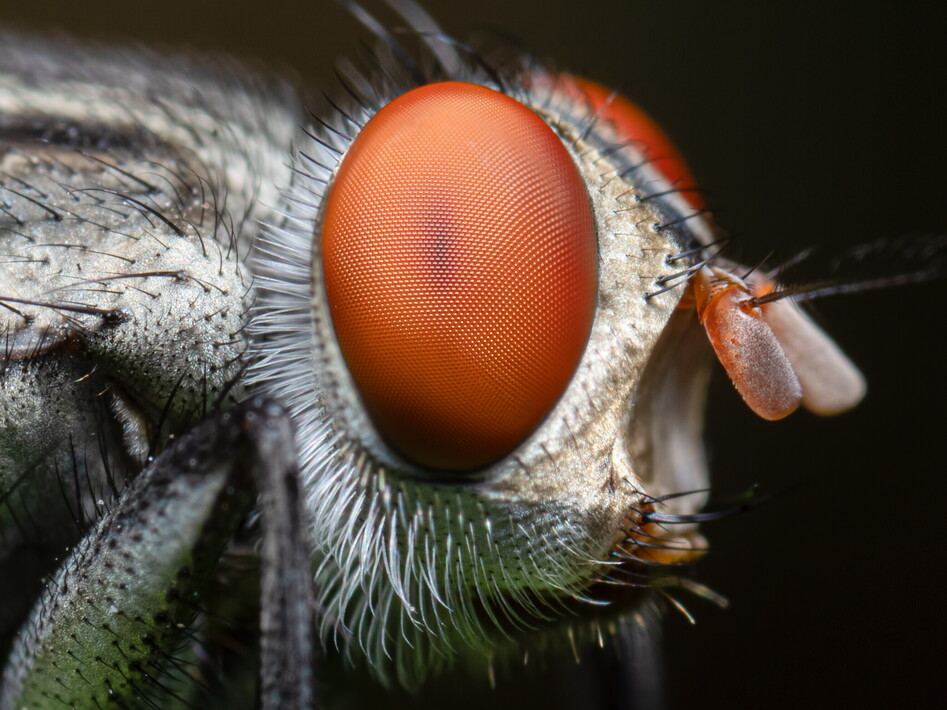 Occhio alla mosca e alle cicale di mare