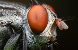 Watch out for the fly — and the mantis shrimps