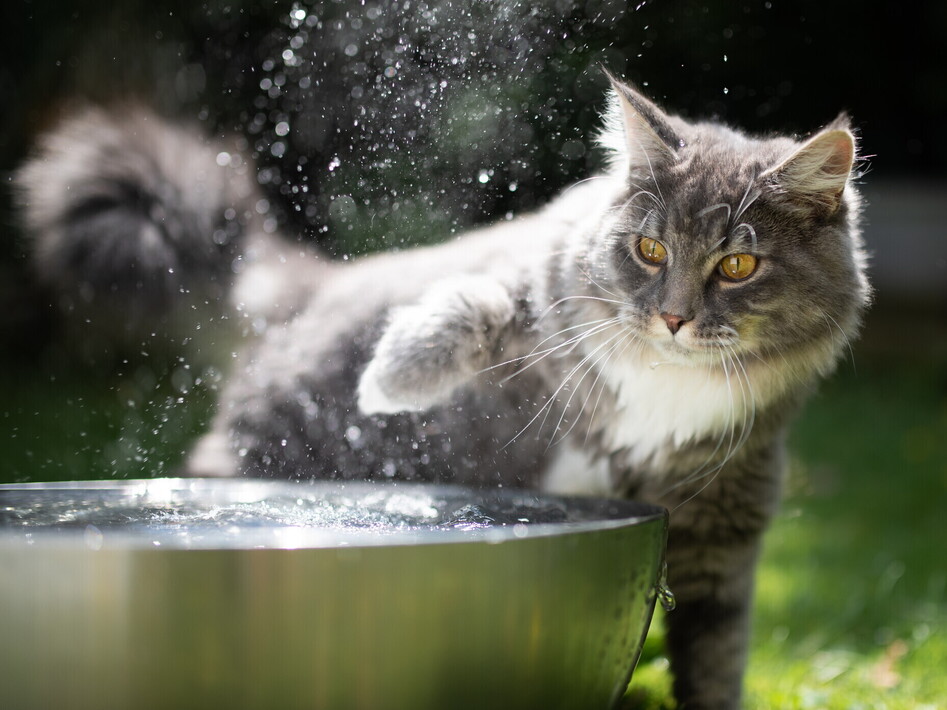 Perché i gatti (quasi sempre) odiano l'acqua?