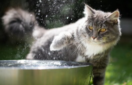 Why do cats (almost always) hate water?