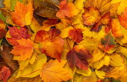 Why leaves change colour in autumn