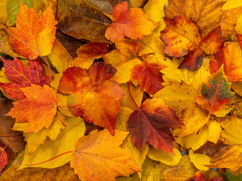 Perché le foglie cambiano colore in autunno
