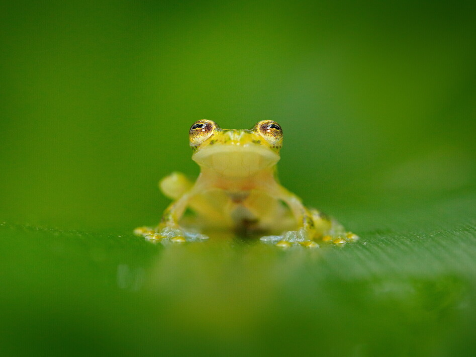Rane di vetro: salviamo questo capolavoro della natura dall'estinzione