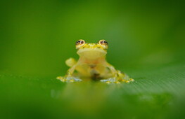 Glass frogs: saving this masterpiece of nature from extinction