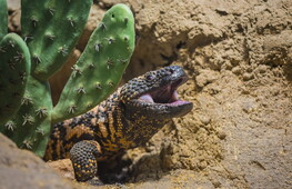 Saliva di lucertola vs. tumori, realtà o fantascienza