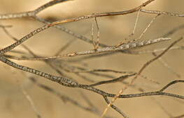 Scoperto un insetto stecco XXL