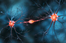 A newly discovered brain computing mechanism