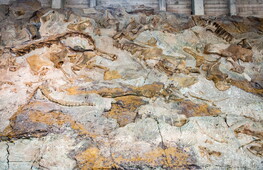 Un nuovo dinosauro corazzato