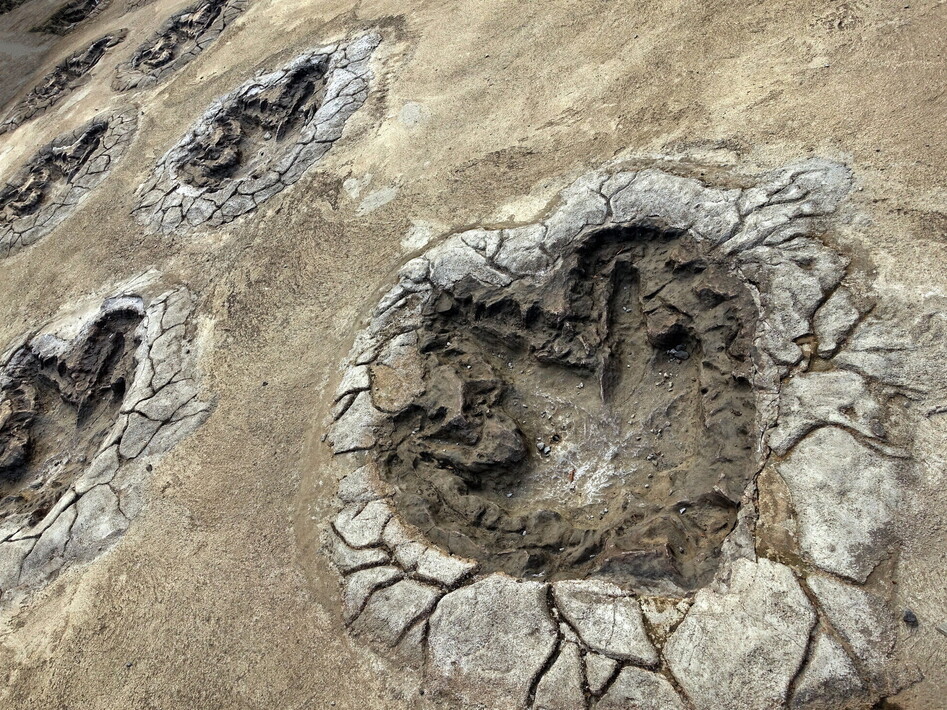 Orme fossili svelano un sorprendente comportamento dei dinosauri