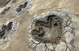 Fossil footprints reveal surprising dinosaur behaviour