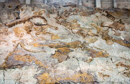 A new armoured dinosaur