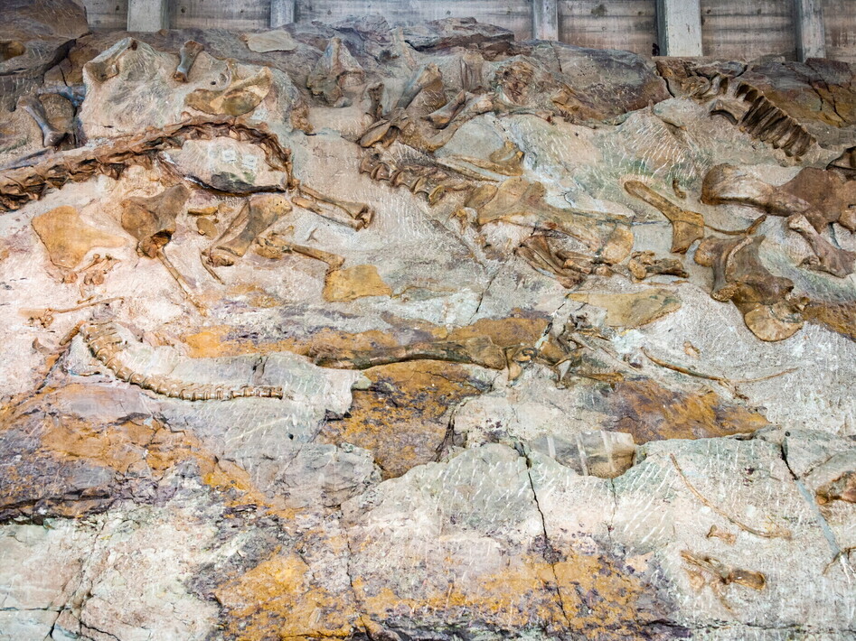 Orme fossili svelano un sorprendente comportamento dei dinosauri