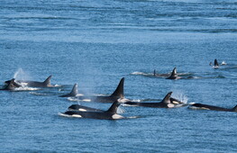 Orche che cacciano squali bianchi
