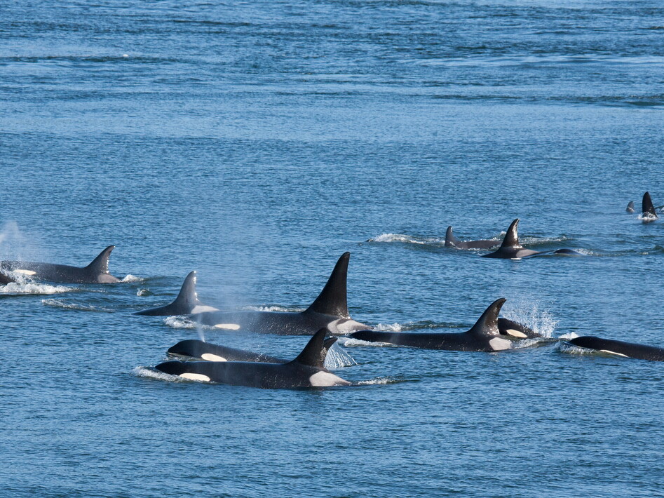 Orche che cacciano squali bianchi