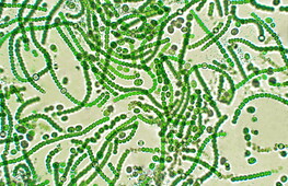 Chonkus, il cianobatterio alleato contro il cambiamento climatico