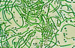 Chonkus: the cyanobacterium fighting climate change
