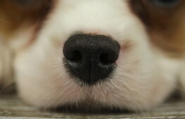 How dogs explore the world