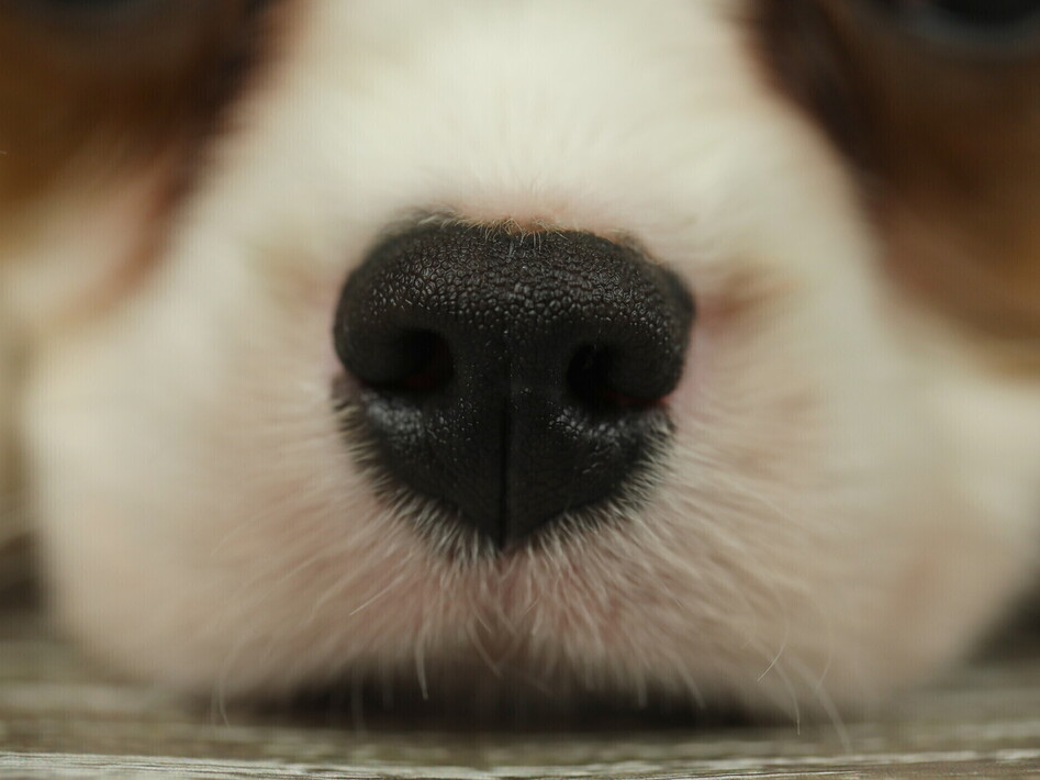 Come il cane esplora il mondo