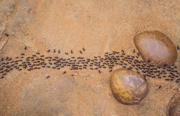 Il pianeta delle formiche 