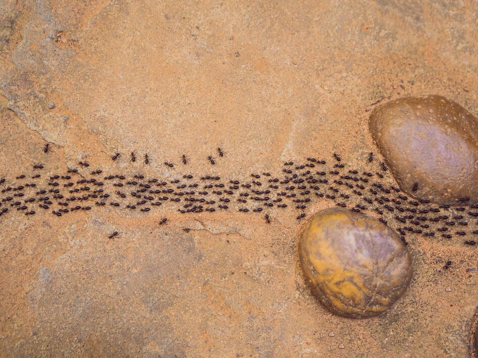 Il pianeta delle formiche 