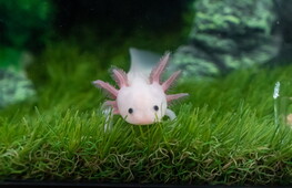 Il superpotere dell’axolotl