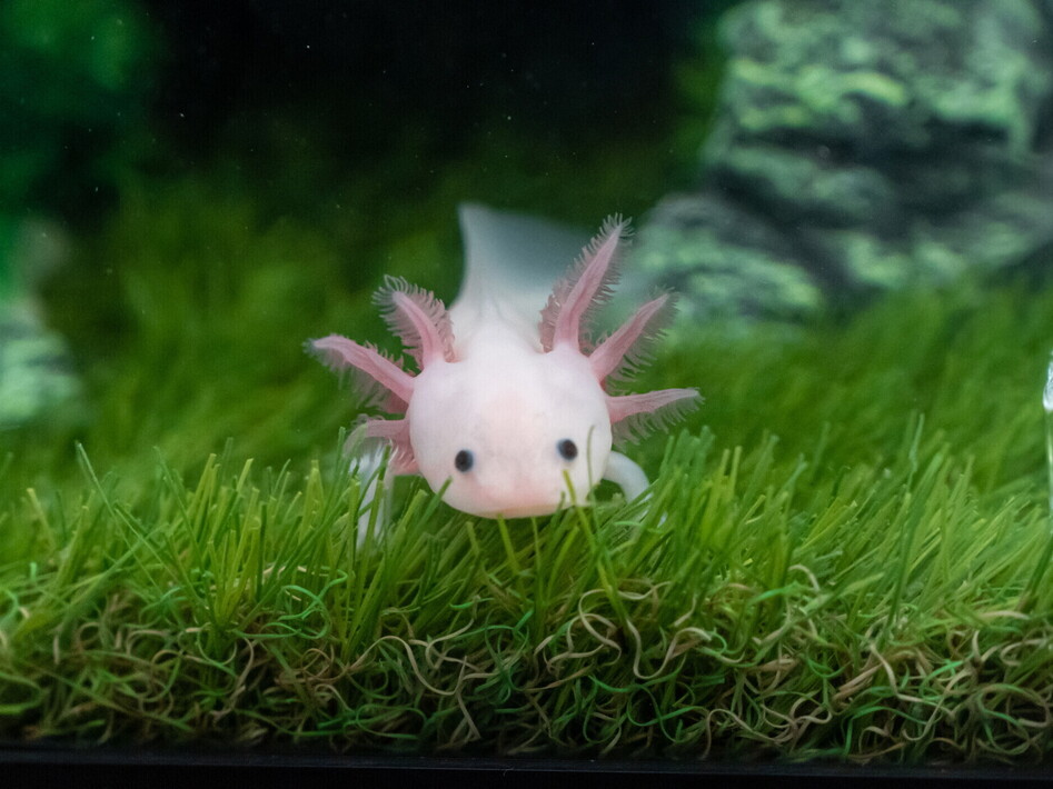 Il superpotere dell’axolotl