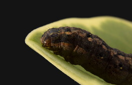 Piante chiacchierone