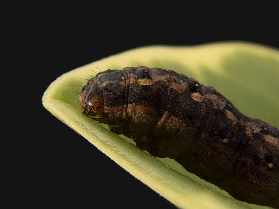 Piante chiacchierone