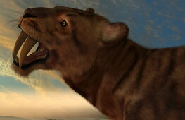 A sabre-toothed tiger cub found in ice