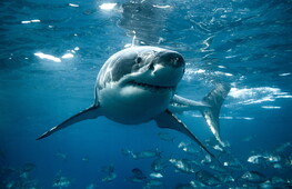 Sharks: fragile predators