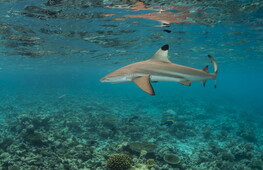A sea of toothless sharks