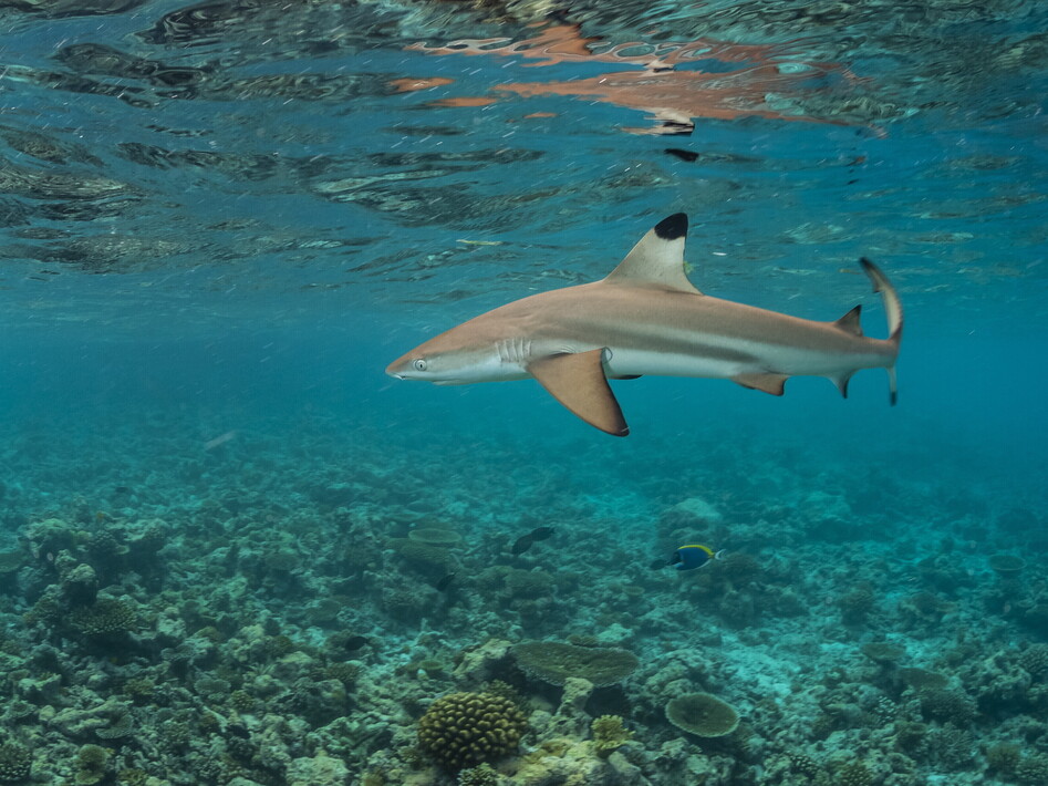Un mare di squali sdentati