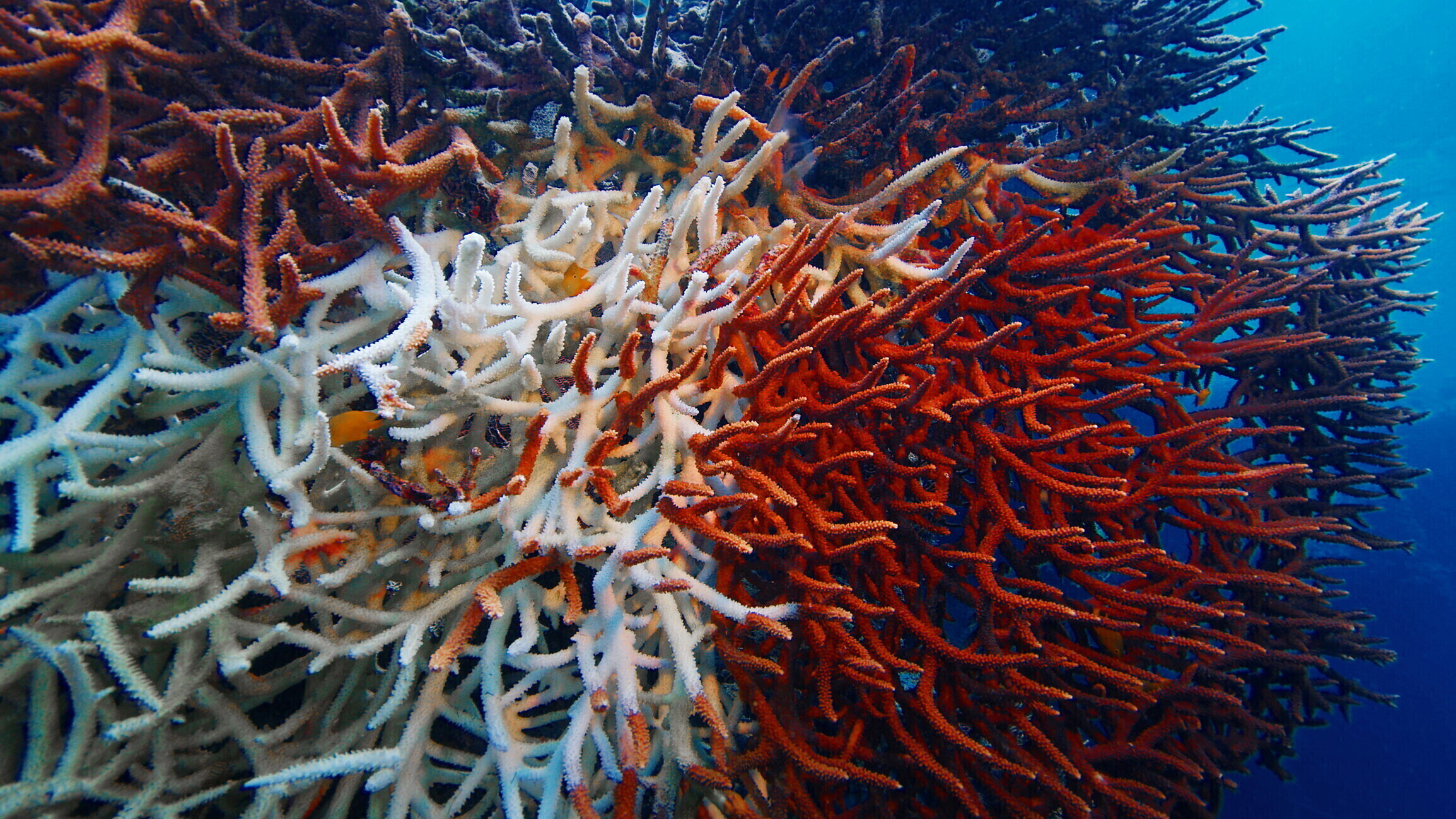 Coral reefs in danger