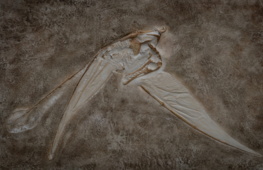 Un enigma fossile nell’antico arcipelago di Solnhofen