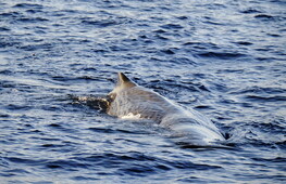 The world’s rarest whale