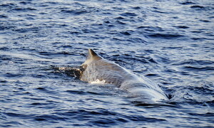 Il cetaceo più raro del mondo