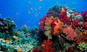 Animali e adattamenti 