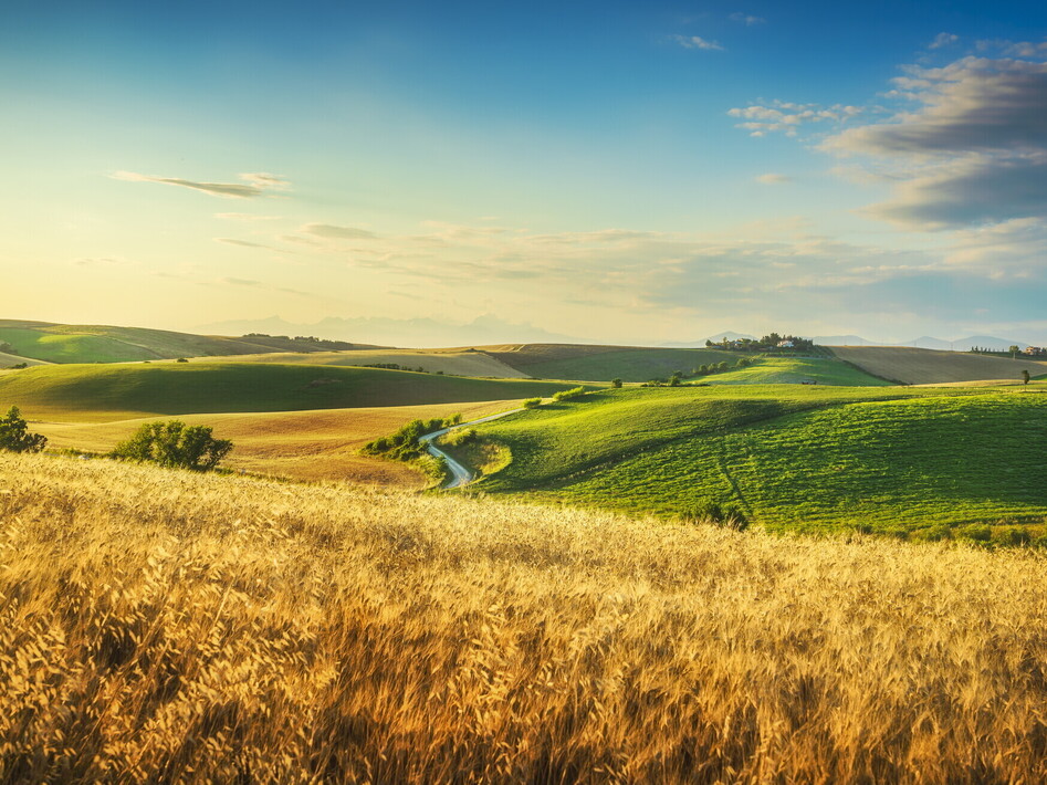 Che cosa è un ecosistema