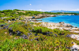 Macchia mediterranea