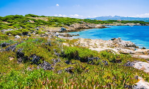 Macchia mediterranea