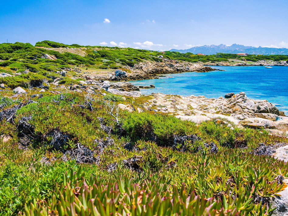 Macchia mediterranea