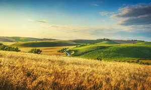 Che cosa è un ecosistema