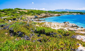 Macchia mediterranea