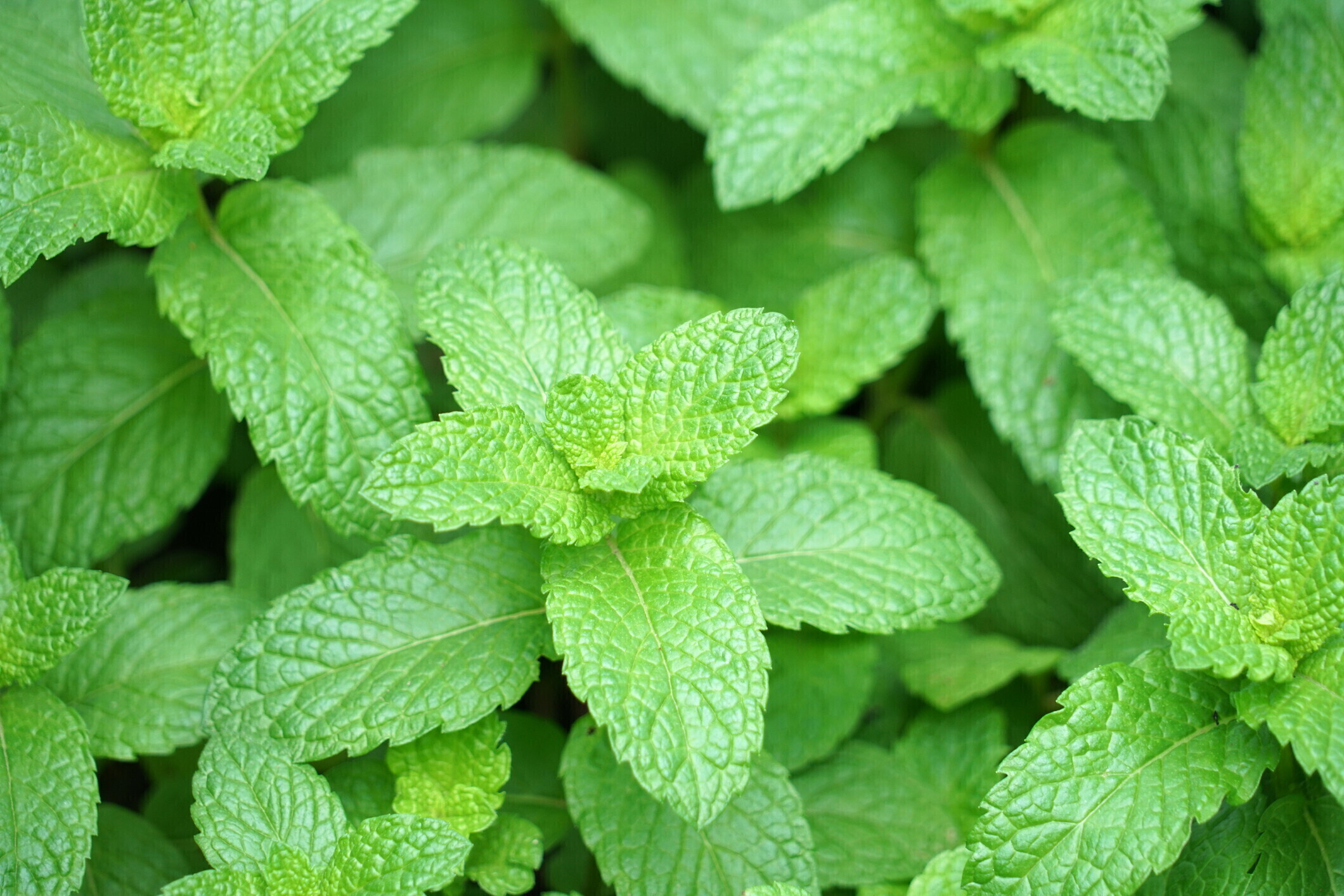 Il mistero della menta fredda